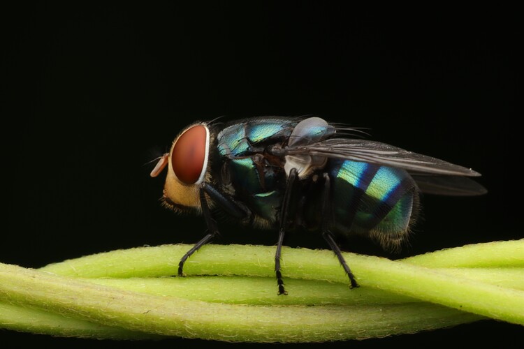 Poster Detailed View of a Fly's Face