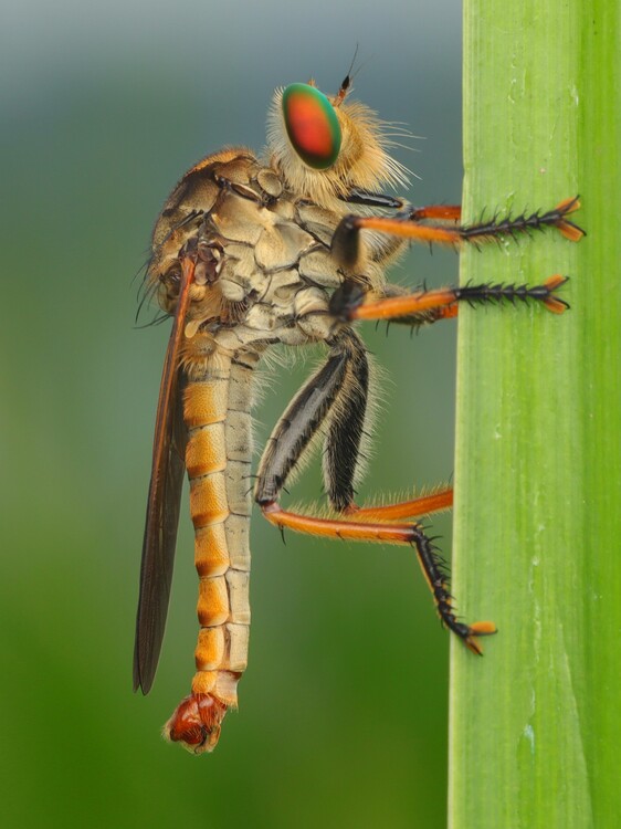 Poster Macrophoto of Robberfly insect