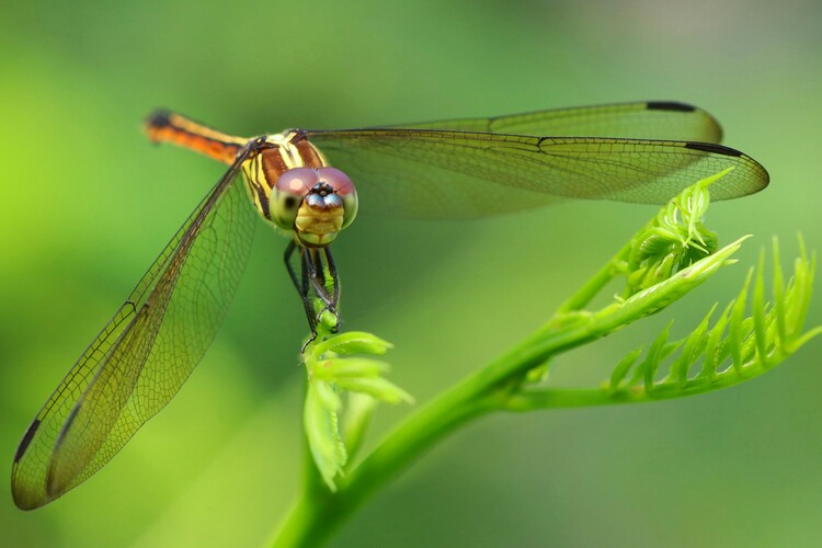 Poster Macrophoto of Butterfly