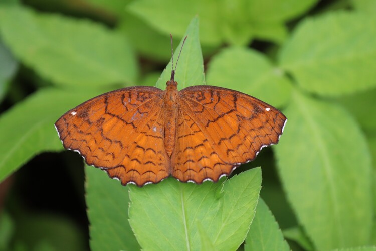 Poster Macrophoto of orange butterfly