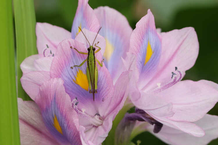 Poster Grasshopper on a Purple Flower