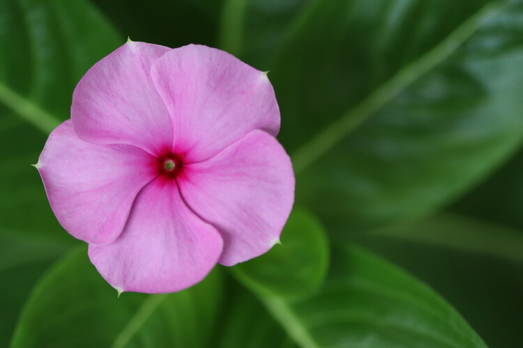 Poster Delicate Pink Flower in Bloom