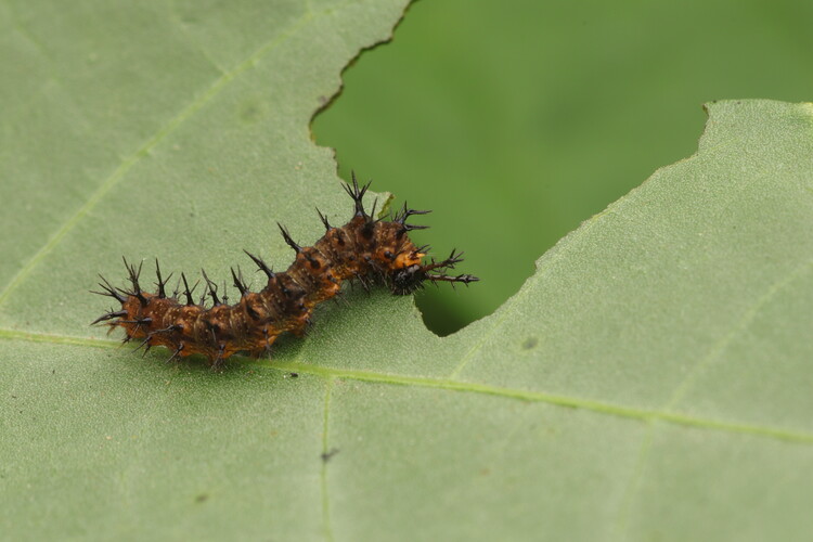 Poster Spiny Caterpillar Eating a Leaf