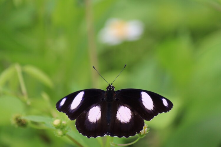 Poster Black Butterfly with White Spots