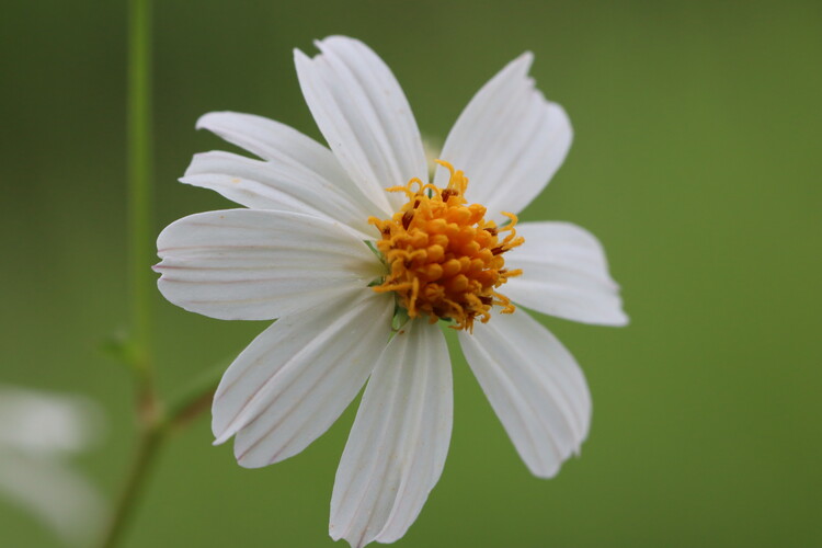 Poster White Daisy with Yellow Center