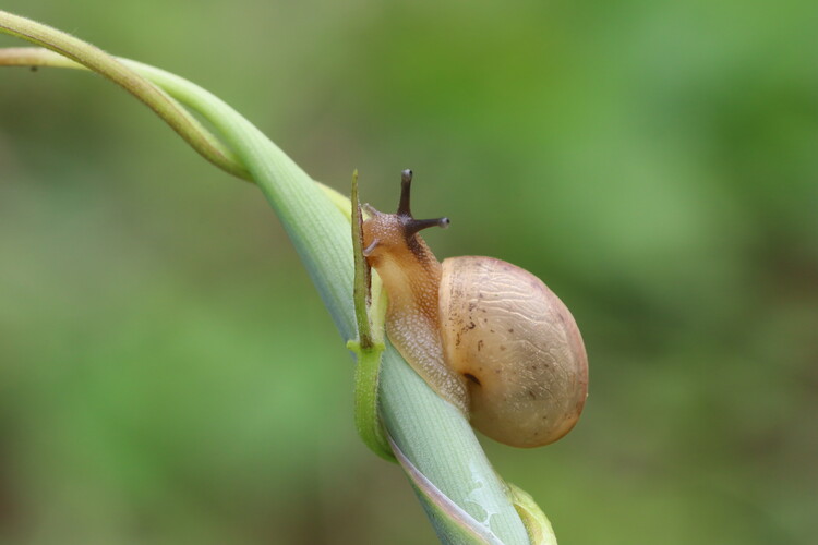 Poster A snail with green blurred background