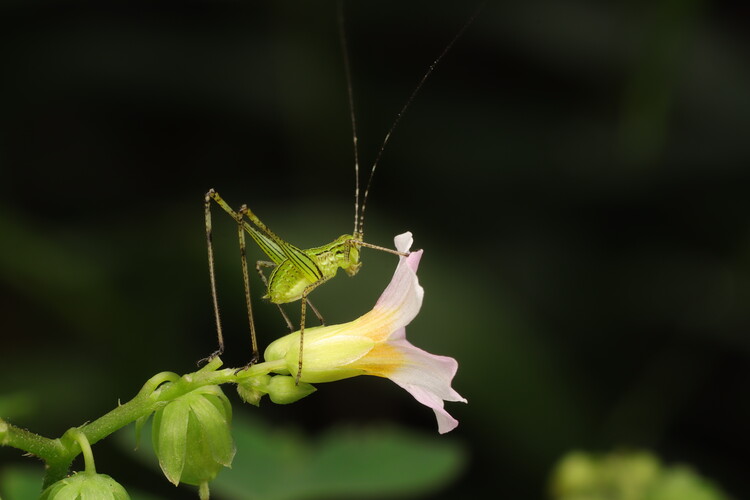 Poster A grasshopper perches on a flower