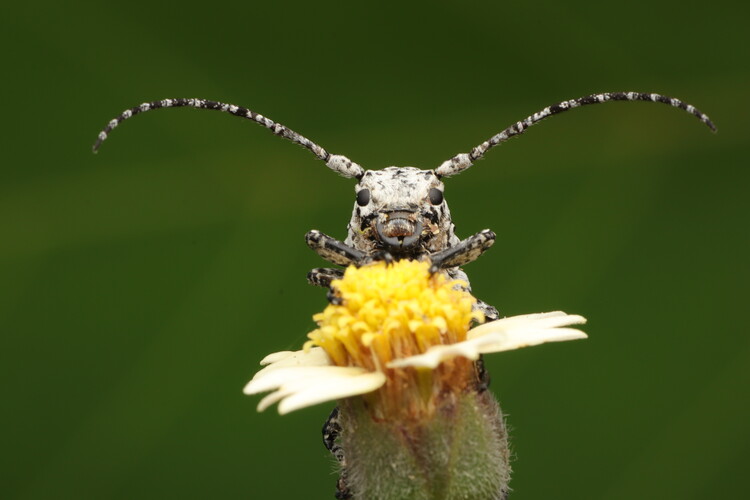 Poster A Long Horn Beetle perches on a flower