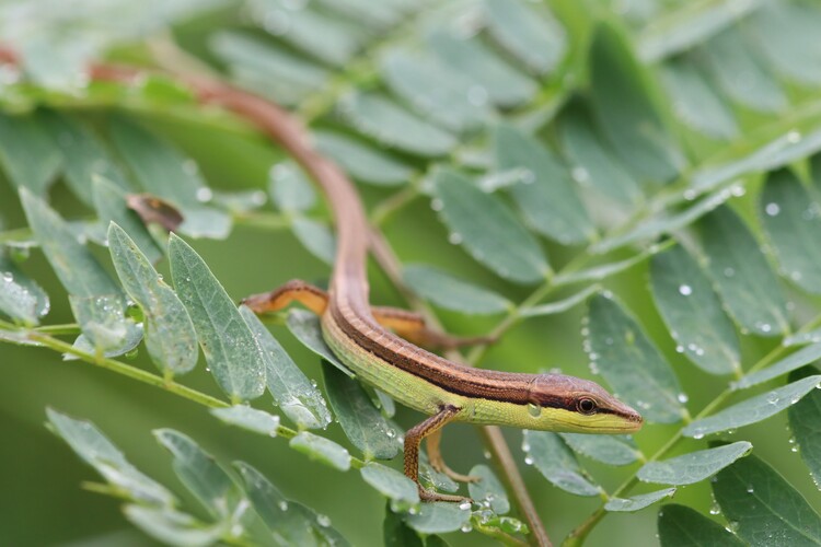 Poster A lizard on the green leaf