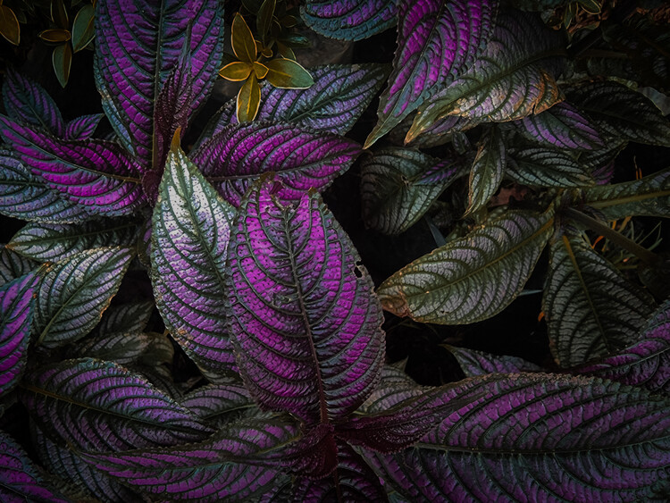 Poster Colorful leaves with black background