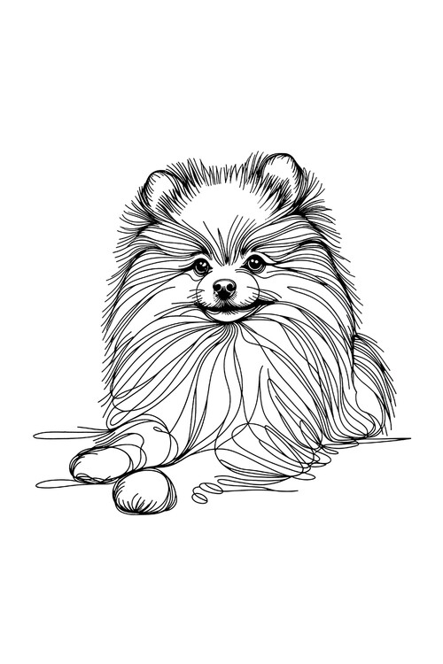 Poster Pomeranian Dog Line Art Drawing