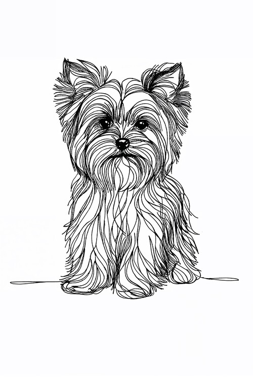 Poster Yorkshier Terrier Dog Line Art Drawing