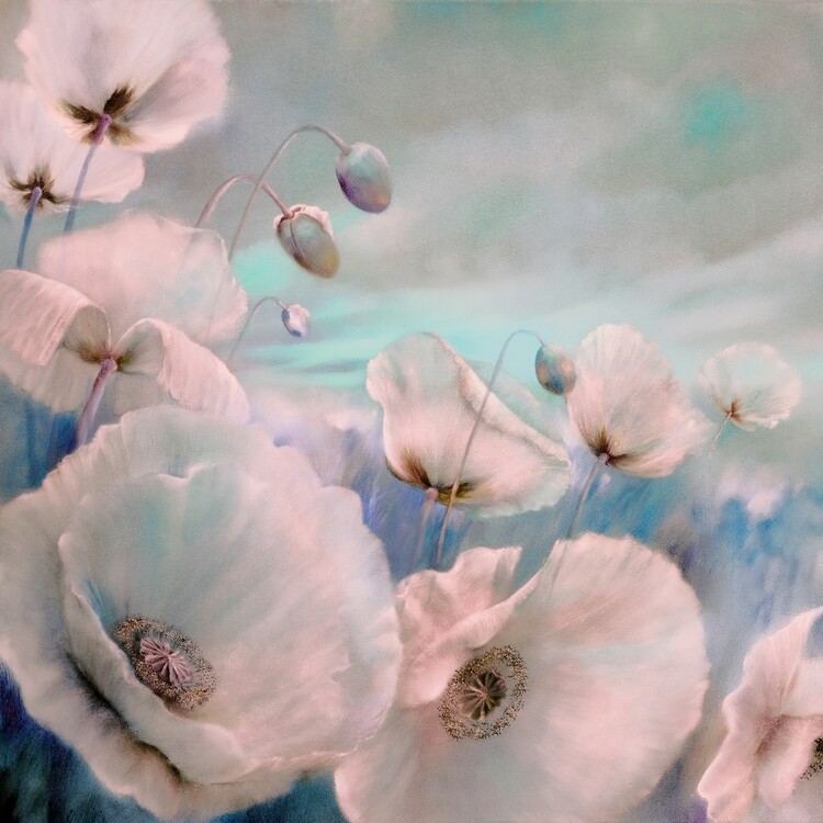 Plakat White poppies in the summer wind