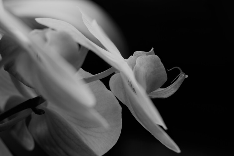 Poster Colourless flower