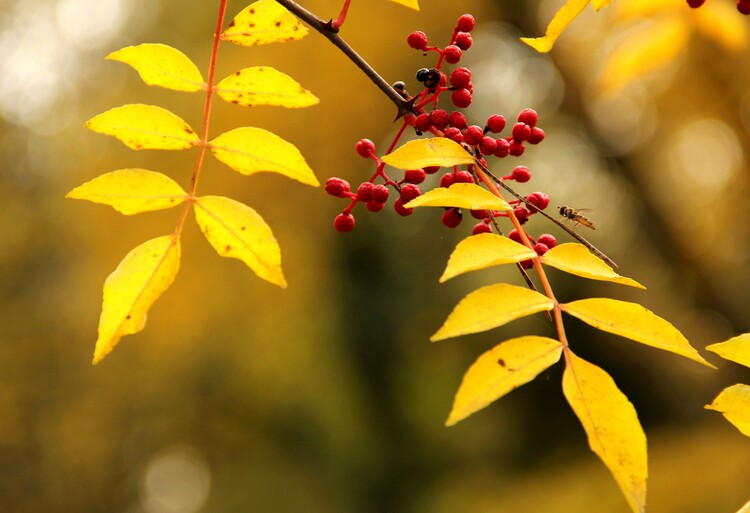 Poster Yellow leaves