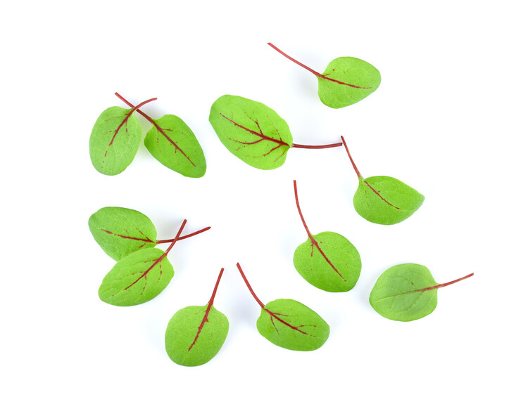 Poster Fresh micro green sorrel leaves. Red veined sorrel