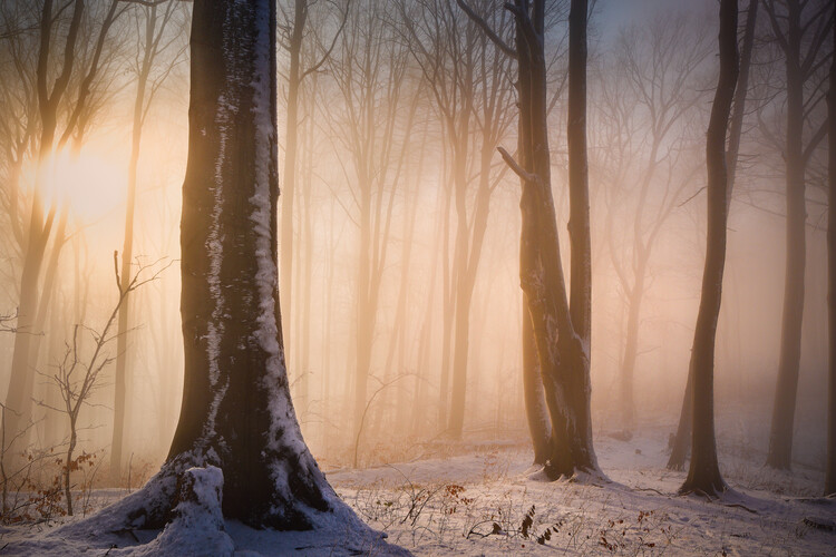 Poster Winter forest