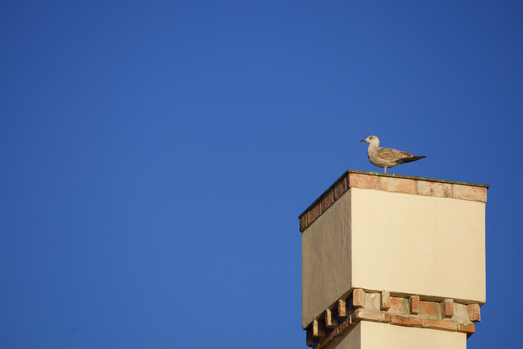 Poster Lonely Seagull