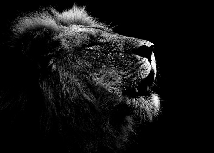 Плакат Lion Roaring