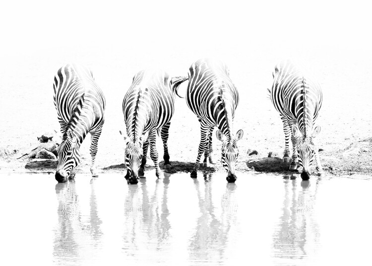 Плакат Zebras at Waterhole