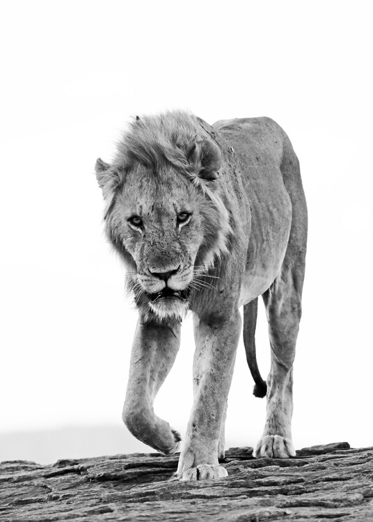 Плакат Lion Approaching