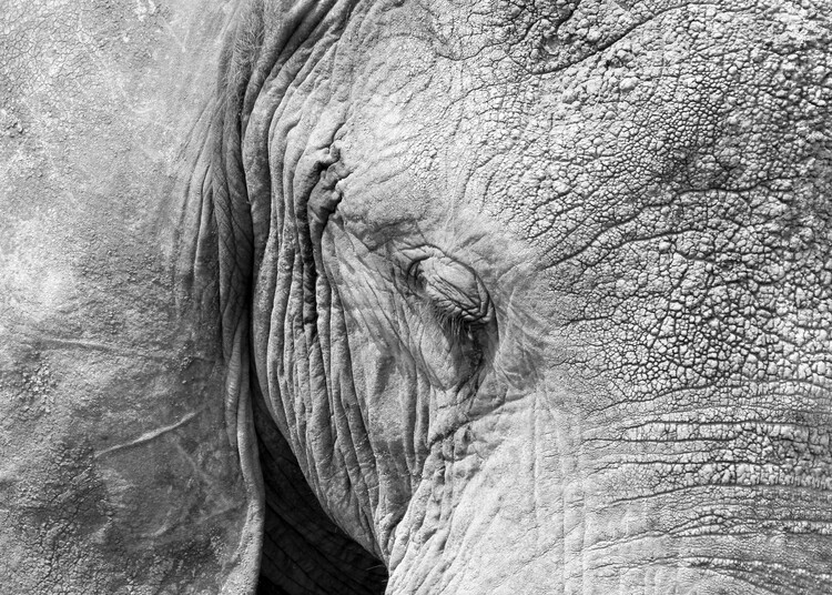 Плакат Elephant