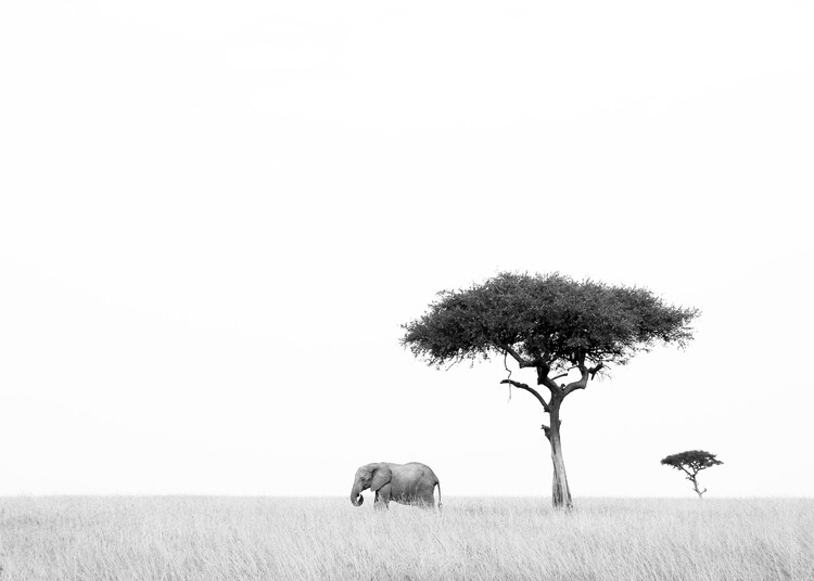 Плакат Elephant and Akacia Trees