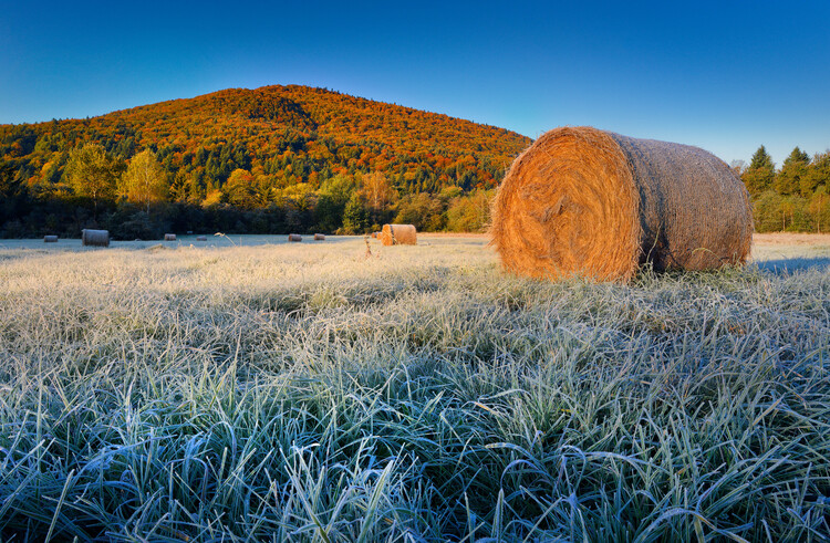 Poster frost in the mountains