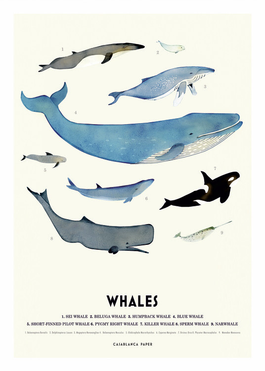 Poster Whales