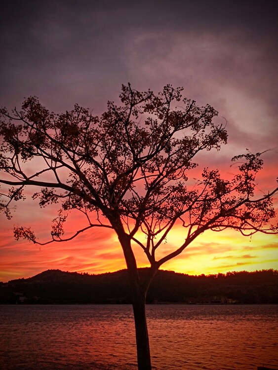 Canvas Print Treesun