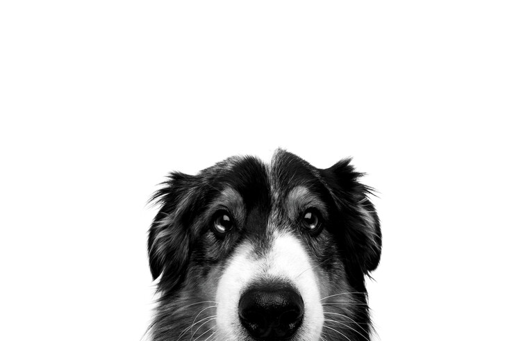 Poster Charlito puppito