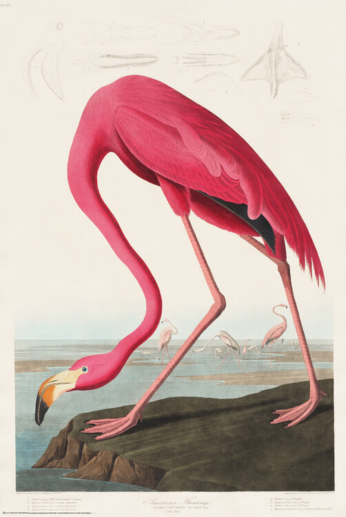 Poster American Flamingo