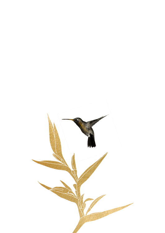 T-shirt Hummingbird & Flower II