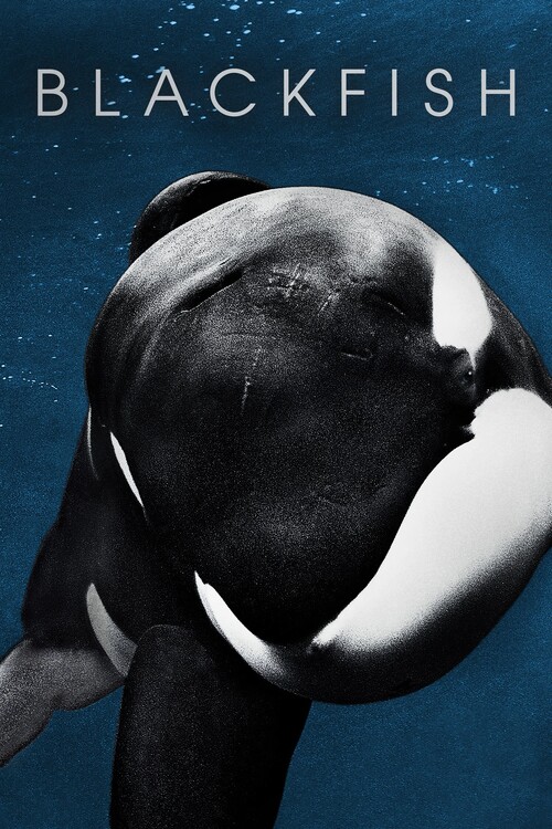 Canvastavla Blackfish (2013)