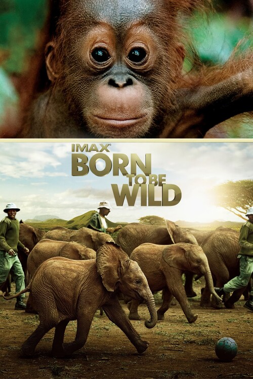 Poster Born to Be Wild (2011)