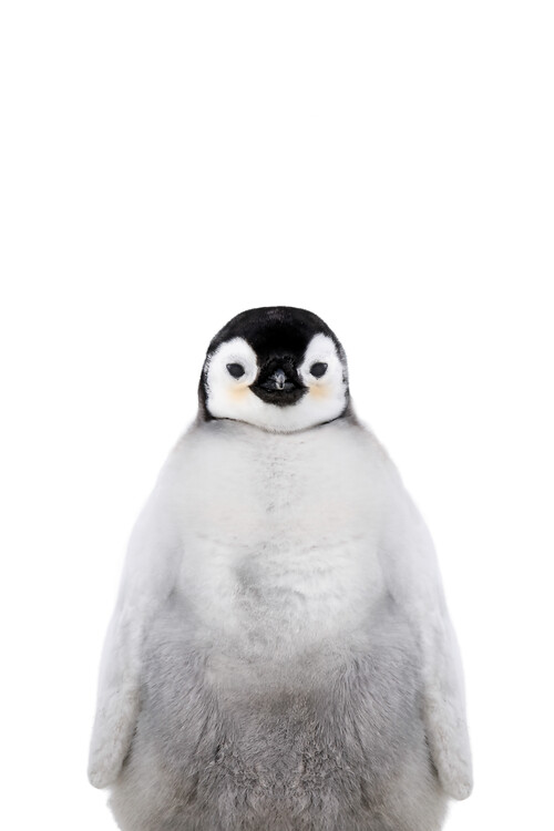 Poster Penguin