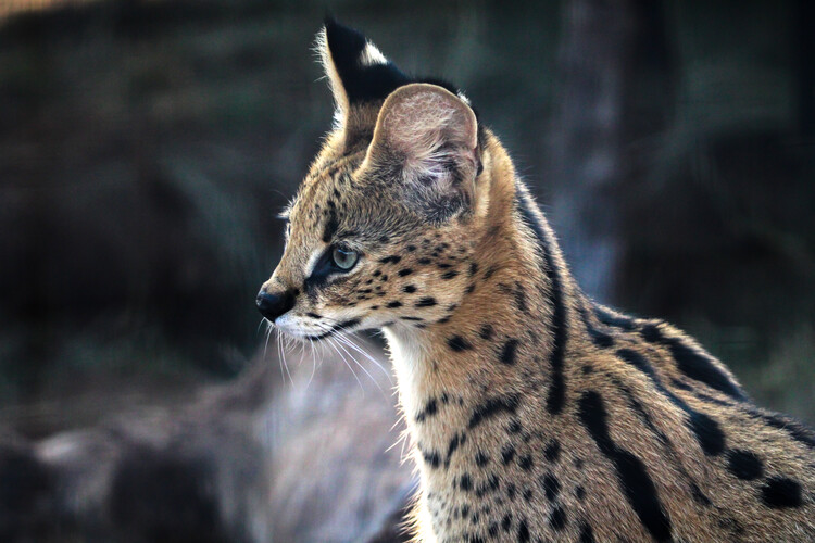 Plakat Serval close-up, South Africa