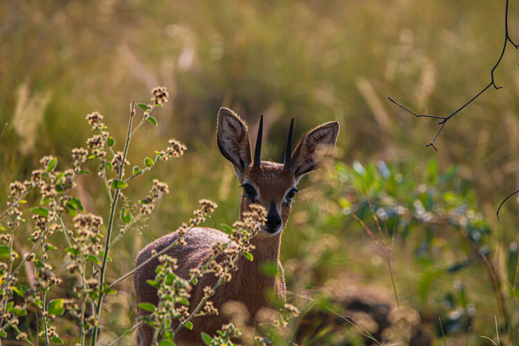 Plakat Steenbok looking through foliage, South Africa