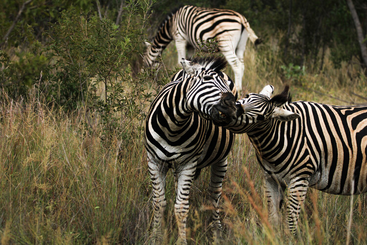 Plakat Two zebras grooming each other, South Africa