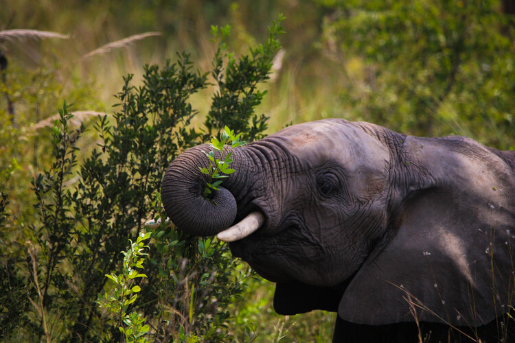 Plakat Elephant calf feeding, South Africa