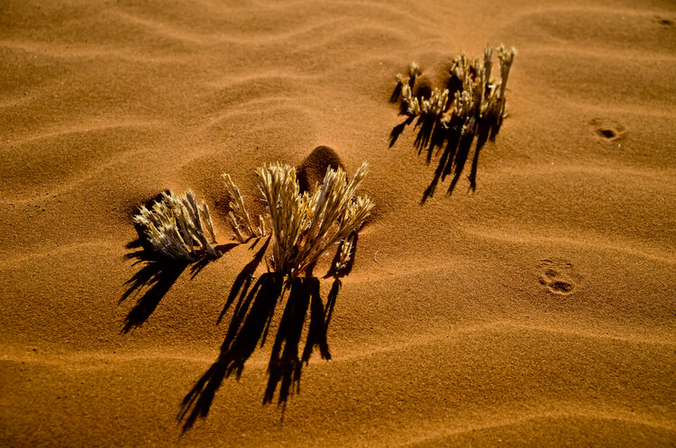 Плакат The Tracks in the Namib Desert Sand