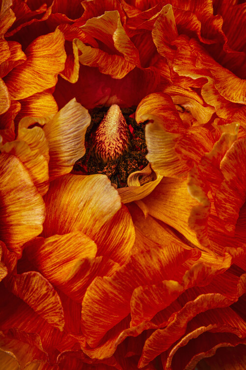 Poster Orange Ranunculus flower