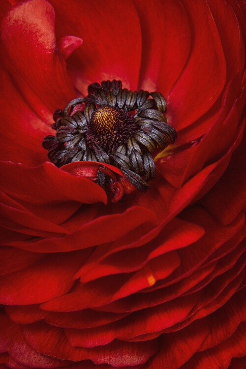 Poster Flouncy Red Ranunculus flower close up