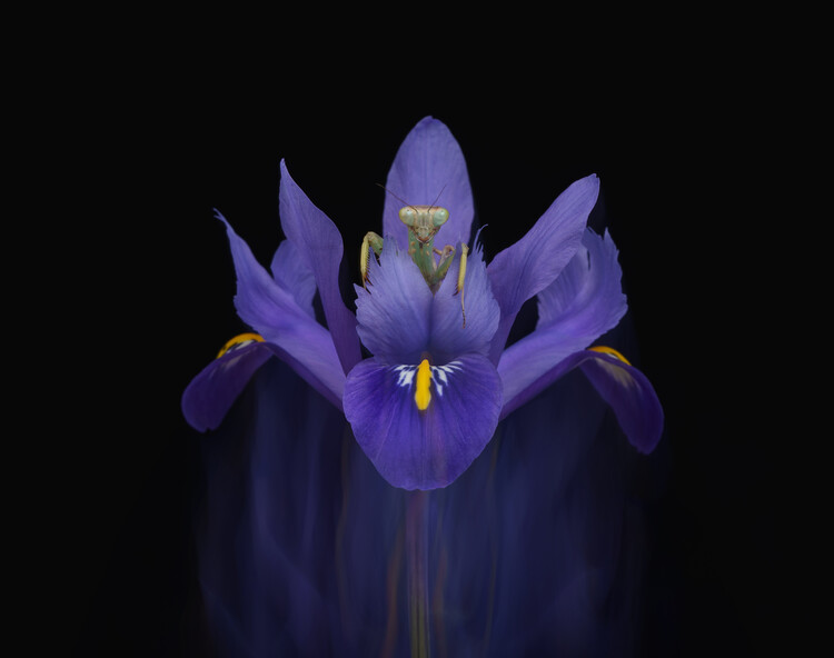 Canvas Print Preying mantis on Iris