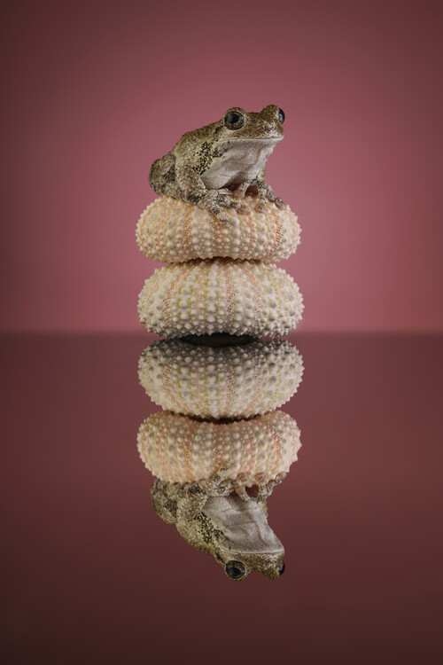Плакат Grey tree frog on shells