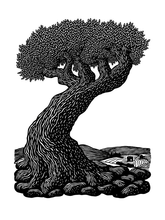 Plagát Olive Tree