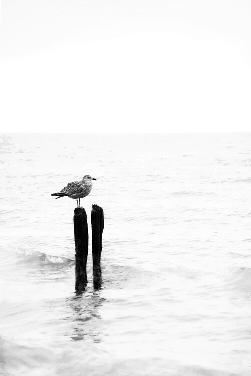 Poster Watching the time goes by