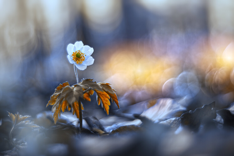 Poster Dance, little ballerina, Dance