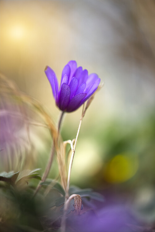 Poster Balkan anemone