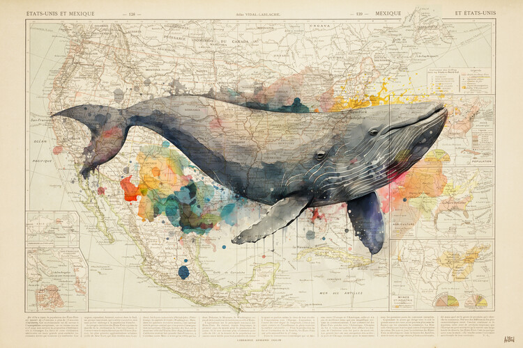 Poster Color Whale
